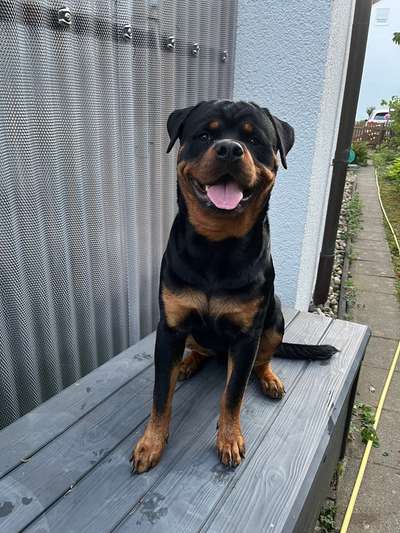 Rottweiler-Beitrag-Bild