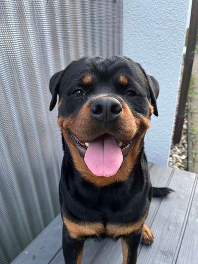 Rottweiler-Beitrag-Bild