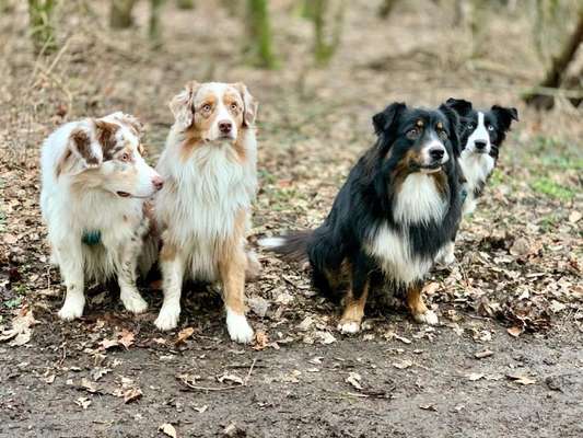 Hundetreffen-Aussietreff-Bild