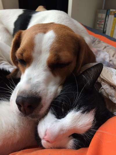 Die Dogorama Kalender Challenge Titelbild-Beitrag-Bild