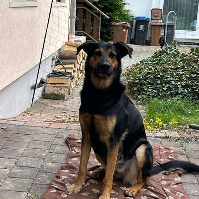 Hundetreffen-Tammy und ich suchen einen erwachsenen, selbstbewussten Rüden ab 5-6 Jahren zum Gemeinsamen Spaziere-Bild