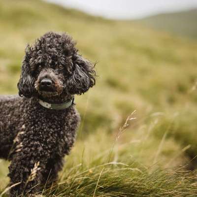 Hundetreffen-Gemeinsam Spazieren gehen