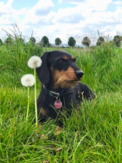 Dackel Zubehör / Geschirr-Beitrag-Bild