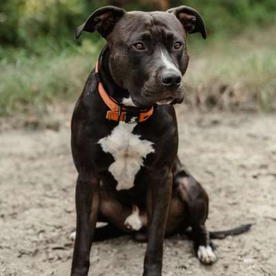 Hundetreffen-Gemeinsamer Spaziergang/Training-Bild