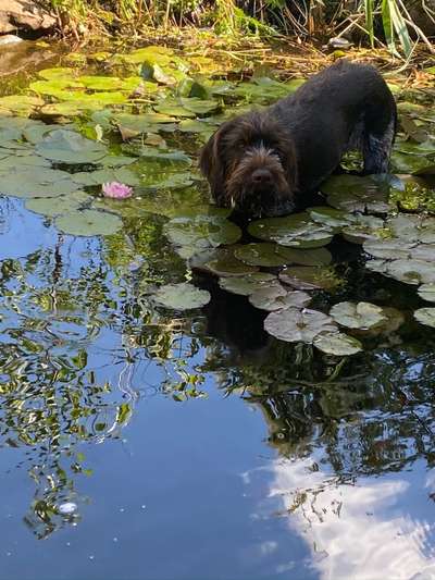 Dogorama-Monats-Challenge-Mai "Wasser"-Beitrag-Bild