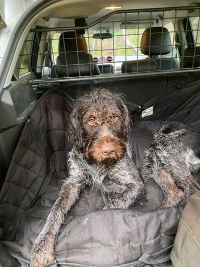 Die Dogorama Wochen Challenge "Spaziergang im Regen"-Beitrag-Bild