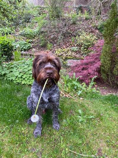 Die Dogorama Monats Challenge "Es grünt und blüht"-Beitrag-Bild