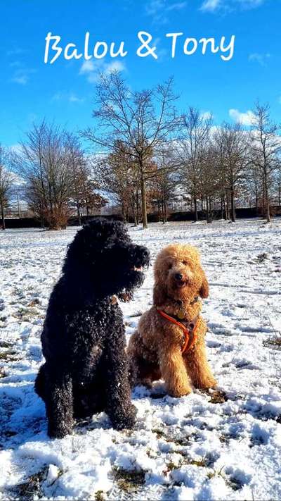 Dogorama Photo Challenge - Die besten Hundebuddys-Beitrag-Bild