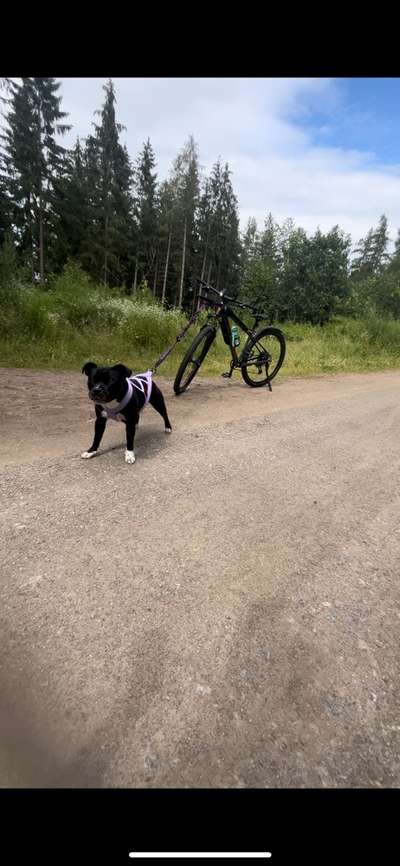 Hundetreffen-Gemeinsames Bikejöring ☺️-Bild