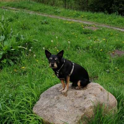 Die Dogorama Monats Challenge "Es grünt und blüht"-Beitrag-Bild