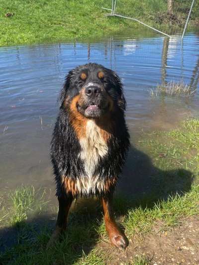 Hundetreffen-Suche Hundetreffen für Spaziergang und toben-Bild