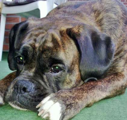 Deutsche Boxer-Beitrag-Bild