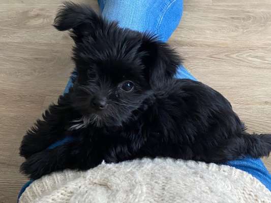 Hunderunde-Beitrag-Bild