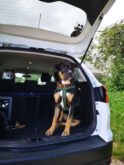 Mischlingshunde Foto Aufruf-Beitrag-Bild