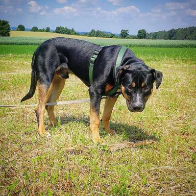 Mischlingshunde Foto Aufruf-Beitrag-Bild