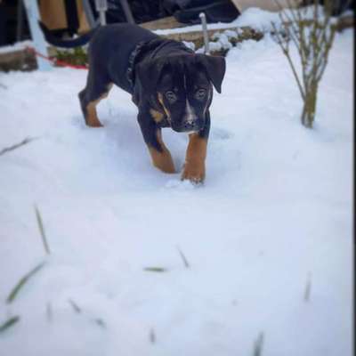 Welpen Bilder !-Beitrag-Bild