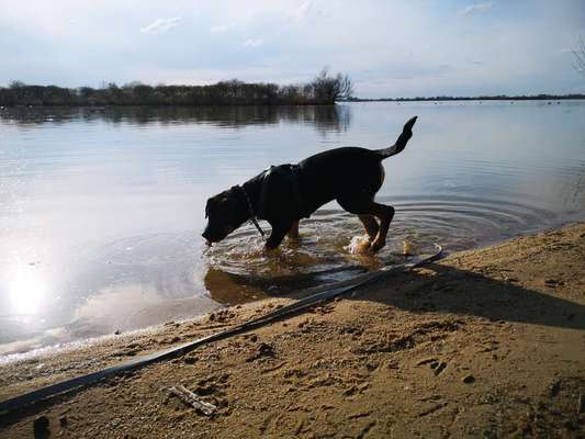 Dogorama-Monats-Challenge-Mai "Wasser"-Beitrag-Bild