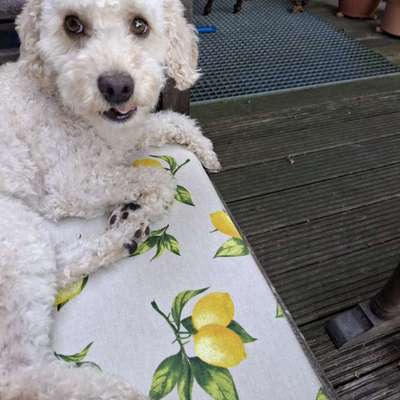 Hundetreffen-Treffen in NettetalLeuth-Bild