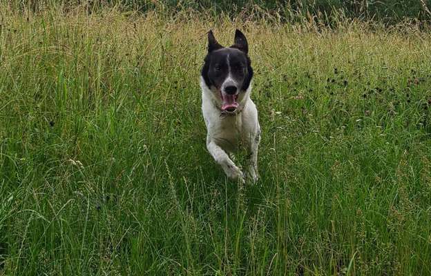 Hund jault bei musik-Beitrag-Bild