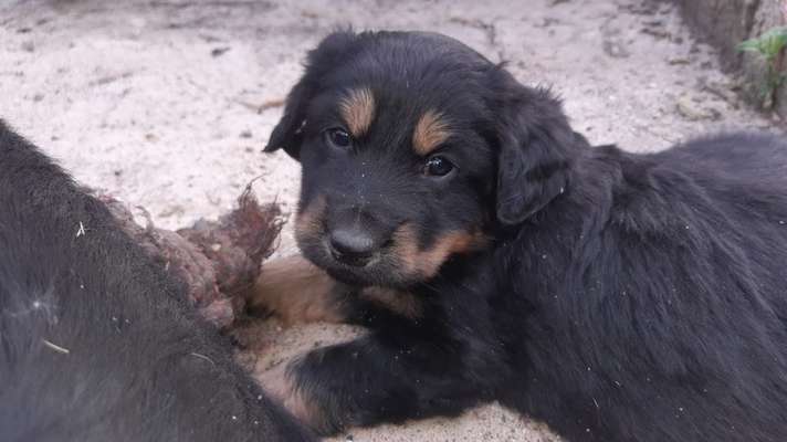 Das erste Bild eures Hundes-Beitrag-Bild