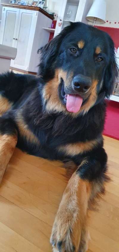 Hovawart-Beitrag-Bild