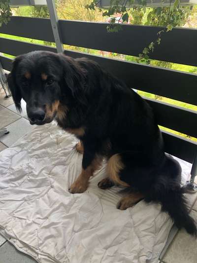 Hovawart-Beitrag-Bild