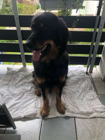 Hovawart-Beitrag-Bild