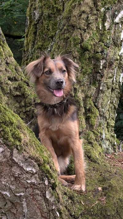 Unsere Fellnasen-Vielfalt im Überblick!-Beitrag-Bild