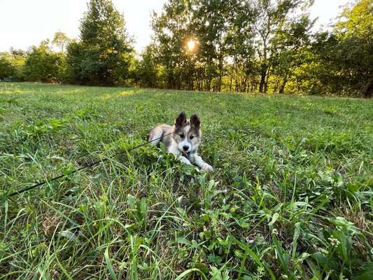 Dogorama Photo Challenge - Märchenwald-Beitrag-Bild