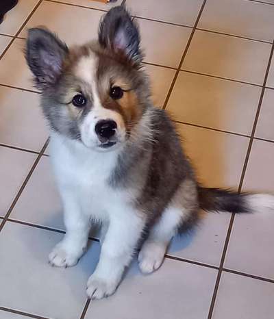 Welpen Bilder !-Beitrag-Bild