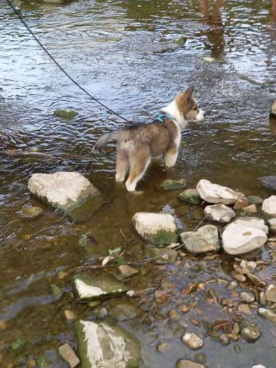 Seltene Rassen!-Beitrag-Bild