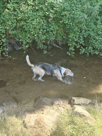 Hundetreffen-Social Walk-Bild