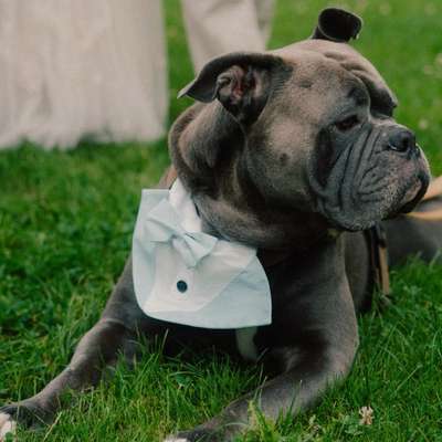 Hundetreffen-Speil und Spazierpartner-Bild