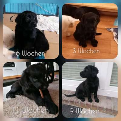 Als Welpen sind sie alle noch süßer-Beitrag-Bild