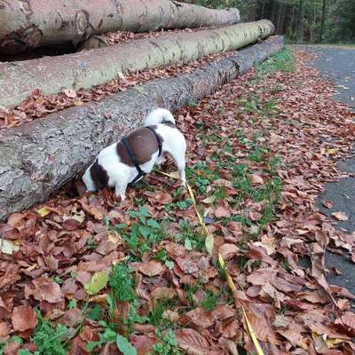 Hundetreffen-Social Training / Spaziergang-Bild