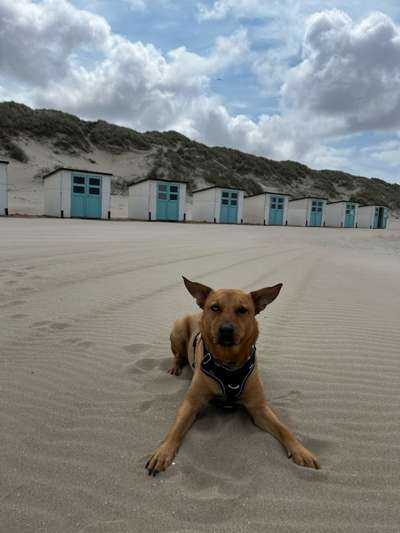 Hundetreffen-Spaziergang mit Spieleinheiten-Bild