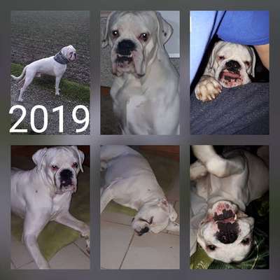 Postet das beste Foto von euren 4 beinern-Beitrag-Bild