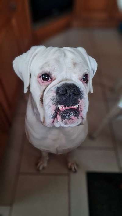 Postet das beste Foto von euren 4 beinern-Beitrag-Bild