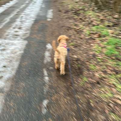 Hundetreffen-Querumer Forst-Bild