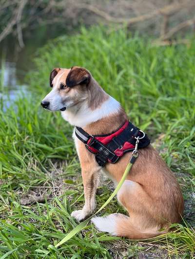 Hundetreffen-Gemeinsame Gassi Runden in der Eilenriede-Bild