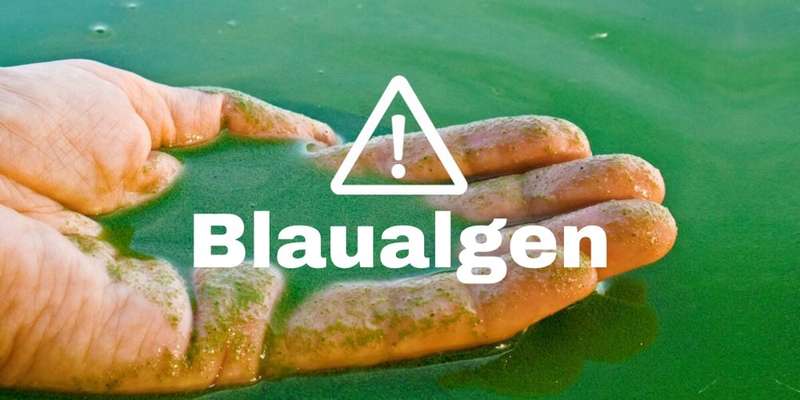 Giftköder-Blaualgen-Bild