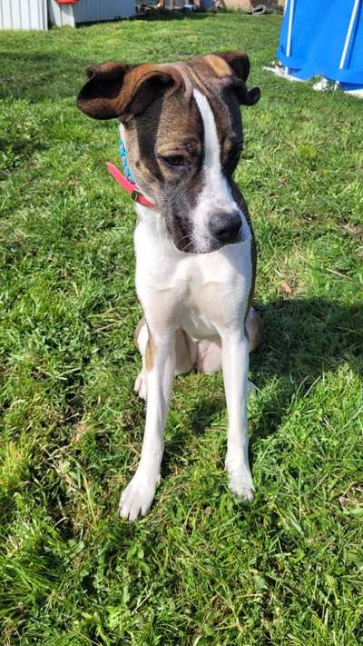 Dogorama Photo Challenge- genervter Blick-Beitrag-Bild