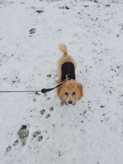 Welpen Bilder !-Beitrag-Bild