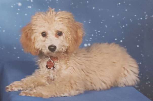 Welpen Bilder !-Beitrag-Bild