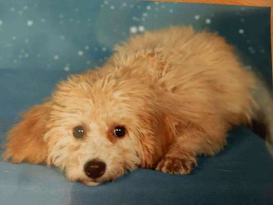 Welpen Bilder !-Beitrag-Bild