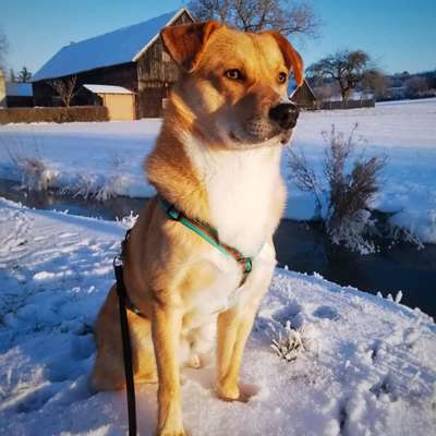 Hundetreffen-Gassirunde in Bindlach