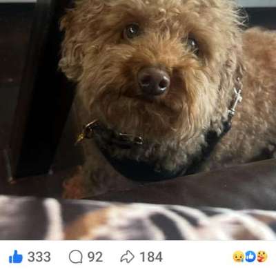 Suchmeldung-Momo-Bild