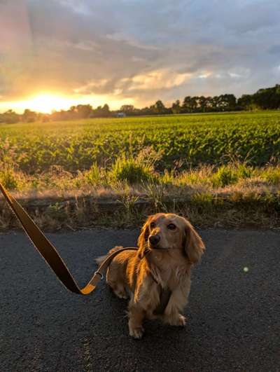 Hundetreffen-Spielkameraden gesucht-Bild
