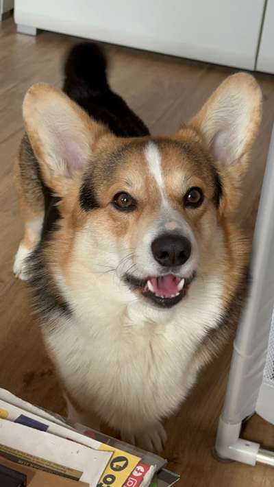 Corgis und ihre persönlichen Hofangestellten-Beitrag-Bild