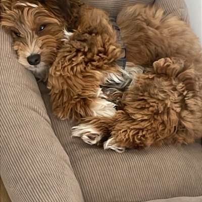 Hundetreffen-Welpentreffen Duisburg-Bild